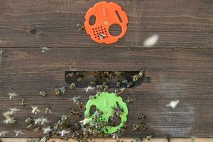 Close up of flying bees. Wooden beehive and bees. photo