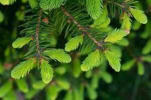 Young shoots on spruce branches in spring. Natural forest background. photo