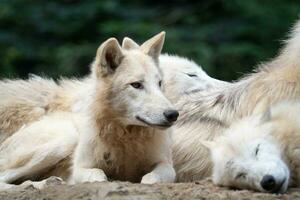 Arctic wolf, also known as the white wolf or polar wolf photo