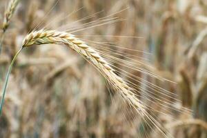 Wheat field. Golden ears of wheat on the field. Background of ripening ears of meadow wheat field. Rich harvest Concept photo