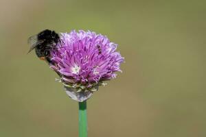 Bumblebee collecting nectar from chives plant blossom. photo