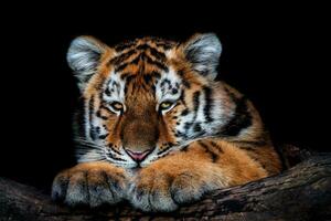 Cute siberian tiger cub on black background, Panthera tigris altaica photo