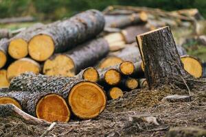 Pile of wood. A view of huge stacks of logs. photo