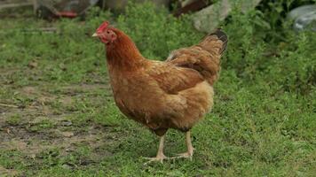 Domestic brown chicken walk on the ground. Background of green grass in farm. Search of food video