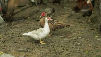 Domestic white and brown duck and rooster walk on the ground. Background of old farm. Search of food video