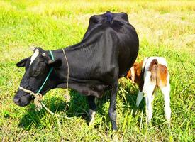 un cerca arriba de un sano hermosa negro vaca enfermería su becerro. linda vaca bebé es succión Leche desde el madre. becerro Bebiendo Leche vaca mamá antecedentes imagen. foto