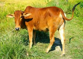 Portrait of healthy Beautiful red brown cow on green field background image. photo