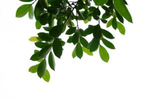 Tree branches and leaves isolated on transparent background png