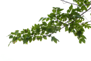 Tree branches and leaves isolated on transparent background png