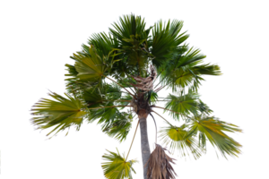 Palm tree branches and leaves isolated on transparent background png