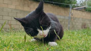 fade et blanc chaton est en mangeant nourriture dans le Accueil jardin video