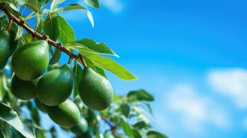 AI generated Fresh green avocados hanging from a tree against a clear blue sky, evoking a natural and healthy vibe. photo