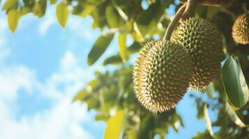 AI generated Spiky durian fruit dangles from a lush tree, bathed in sunlight, against a backdrop of clear blue sky. photo