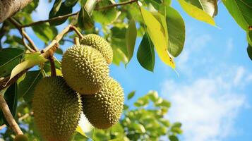 AI generated Spiky durian fruit dangles from a lush tree, bathed in sunlight, against a backdrop of clear blue sky. photo