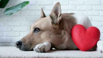 Valentines day. dog holding red heart, lying on rug at home video