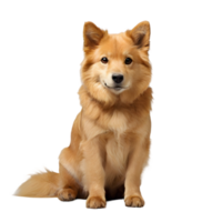 ai gerado dourado retriever cachorro sentado png