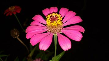 rojo. rosado zinnia flores flores zinnia elegante. color naturaleza antecedentes. común zinnia o zinnia elegans es uno de el más famoso floración anuales de el género zinia foto