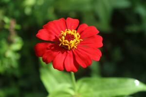 Red. pink Zinnia flowers. Flowers zinnia elegans. Color nature background. Common Zinnia or Zinnia elegans is one of the most famous flowering annuals of the genus Zinia photo