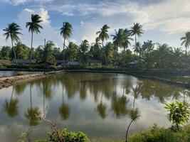 Beautiful view of beautiful pond in summer and reflection of coconut trees in the air photo