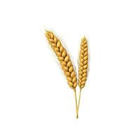 AI generated Tempting 3D Illustration of Plentiful Wheat Ears, Isolated on a Clean White Background photo