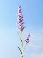 AI generated Blooming lavender in a field at sunset photo