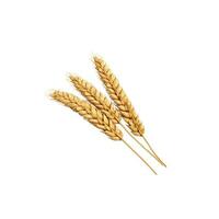 AI generated Abundant and Golden Wheat Ears Isolated on White Background for Agricultural Concepts photo