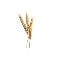 AI generated Intricately Crafted 3D Model of Healthy Wheat Ears, Rendered with Precision, Isolated on White photo