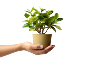AI generated Hand Holding a Potted Green Plant Isolated on transparent Background png