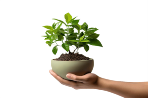 ai généré main en portant une mis en pot vert plante isolé sur transparent Contexte png