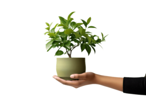 AI generated Hand Holding a Potted Green Plant Isolated on transparent Background png