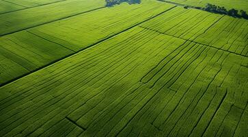 AI generated panoramic aerial view of fields and grass photo