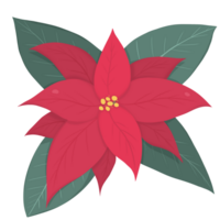 Navidad estrella flor o poinesettia png