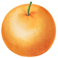 orange citrus juicy png