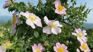 Delicate Pink Roses in Blooming Splendor video