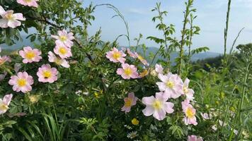 bloeiend wild roze rozen, berg backdrop video