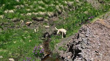 juguetón cachorro disfruta soleado montaña corriente video