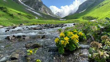 alpino florecer, prístino naturalezas despertar video