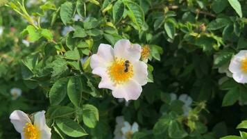 abelha poliniza florescendo selvagem rosa, primavera video