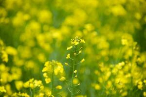 Rape flowers. Macro photo of a flowering canola. Rapeseed field.