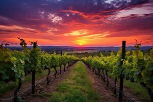 AI generated Vineyard in Tuscany, Italy. Vineyards at sunset, AI Generated photo