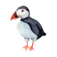 ai generato atlantico puffino uccelli png