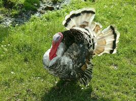 Male of a turkey photo