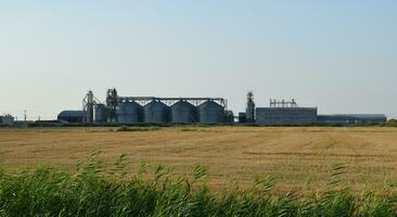 Rice plant in the middle of fields photo