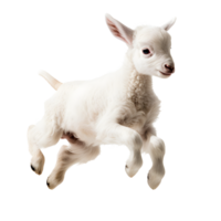 ai généré mignonne agneau sauter plus de le bord png