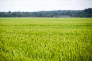 field of green immature barley. Spikelets of barley. The field is barley, Rural landscape. photo