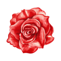 Red blooming rose. Hand-drawn watercolor illustration. A design element of a flower card, a wedding invitation. For packaging and labels, posters and leaflets, prints and banners png