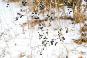 Berries of chokeberry aronia on branches in winter. photo