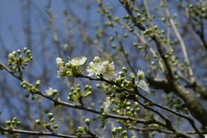 Flowering plum garden photo