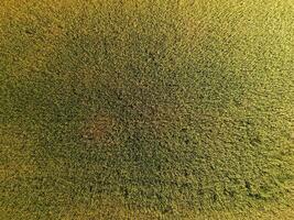 Ripening wheat. Green unripe wheat is a top view. Wheat field photo