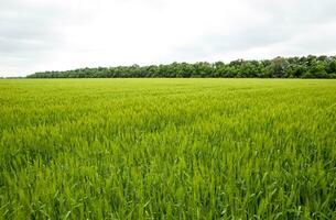 field of green immature barley. Spikelets of barley. The field is barley, Rural landscape. photo